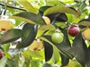 Lâm Đồng: Khắc phục hiện tượng quả măng cụt bị biến dạng